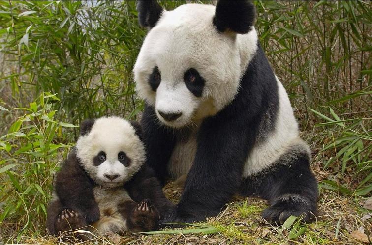 Gite Souai Et Zen , 5 Mn Du Zooparc De Beauval Saint-Aignan  Eksteriør bilde
